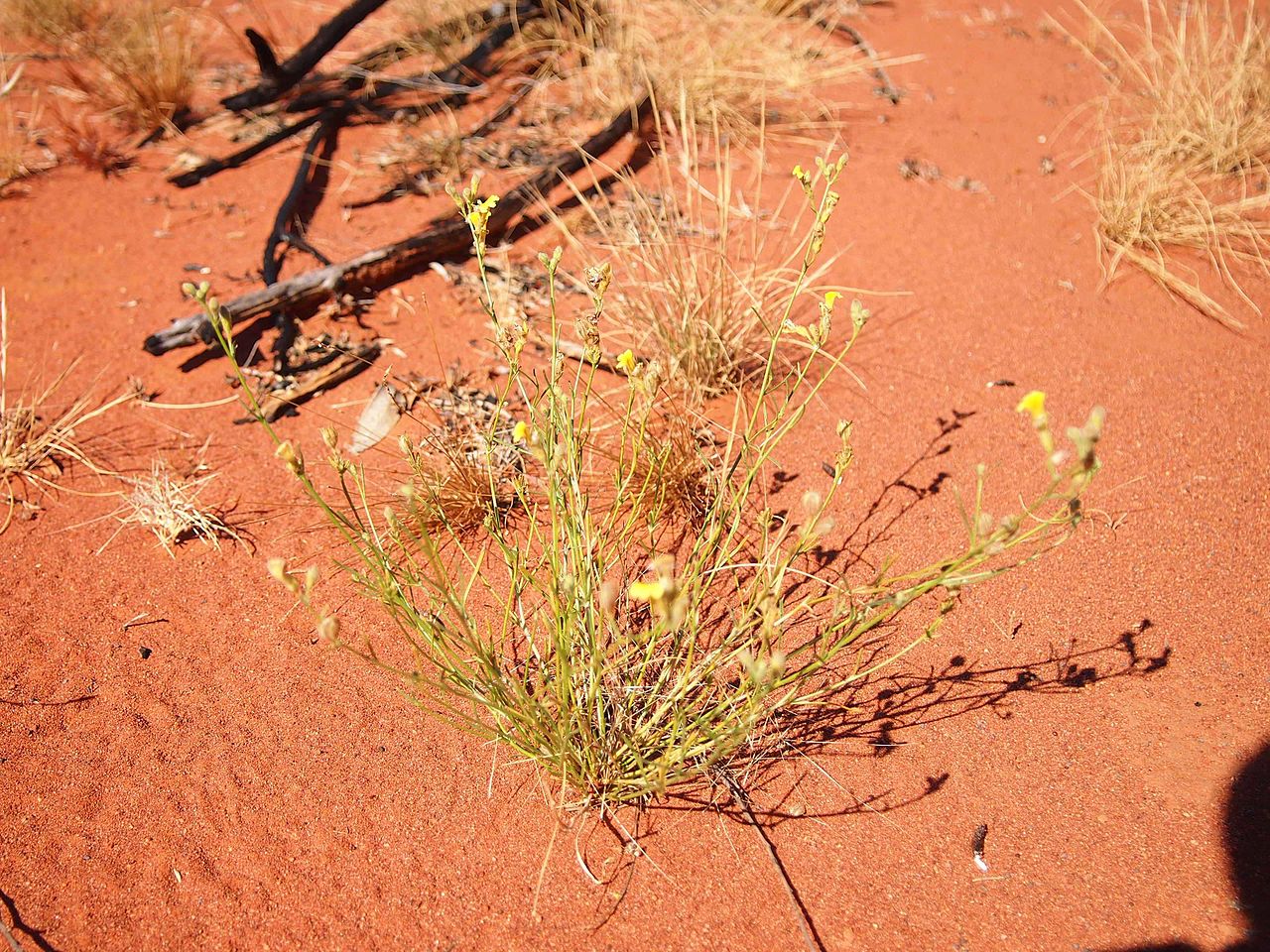 Goodenia armitiana