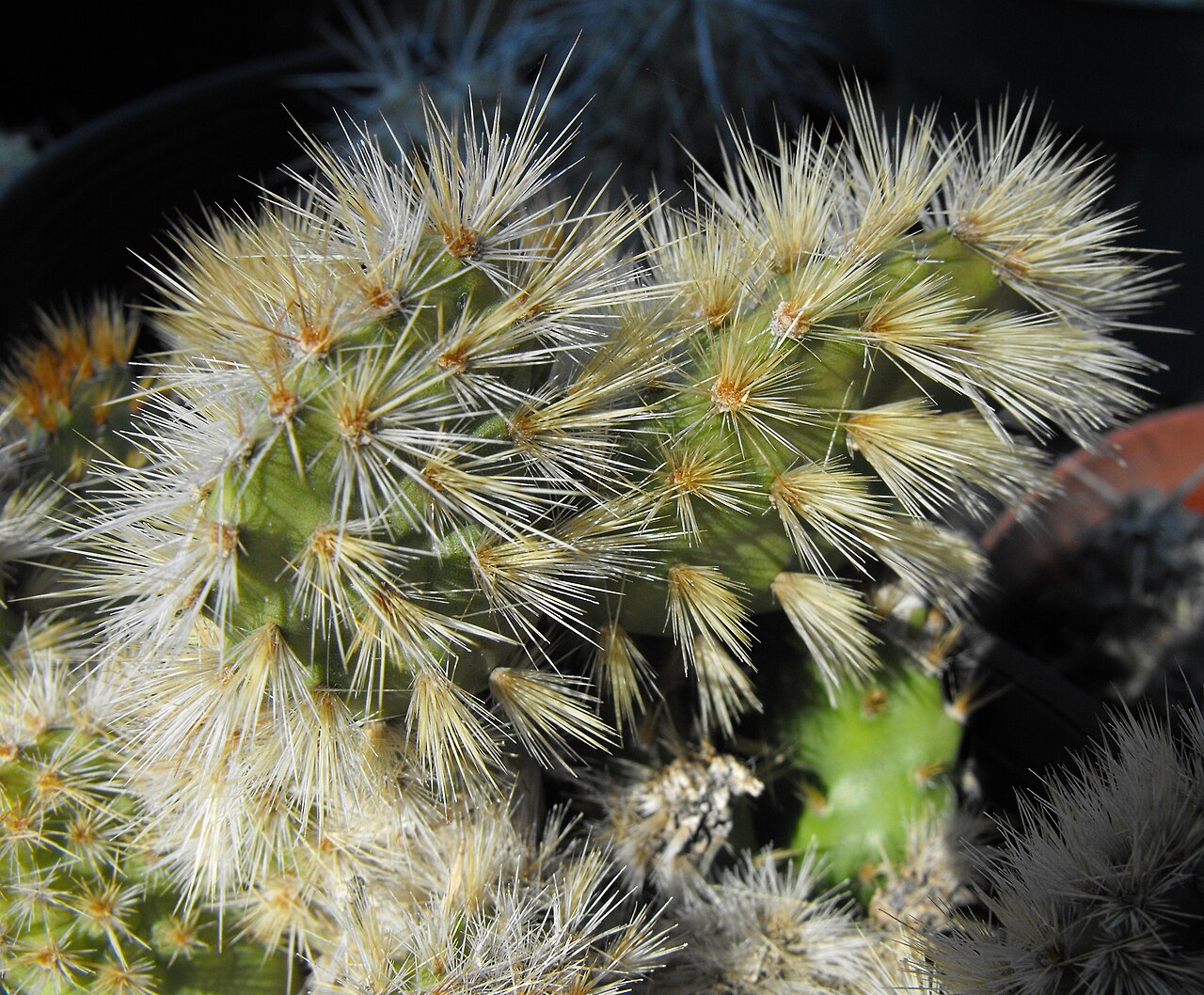 Grusonia schottii