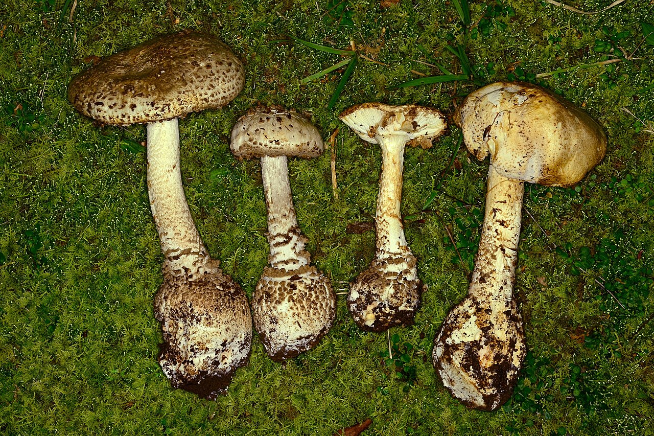 Atkinson's amanita