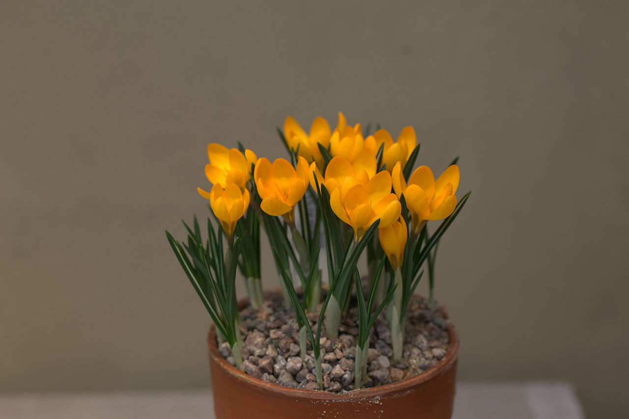 Crocus olivieri