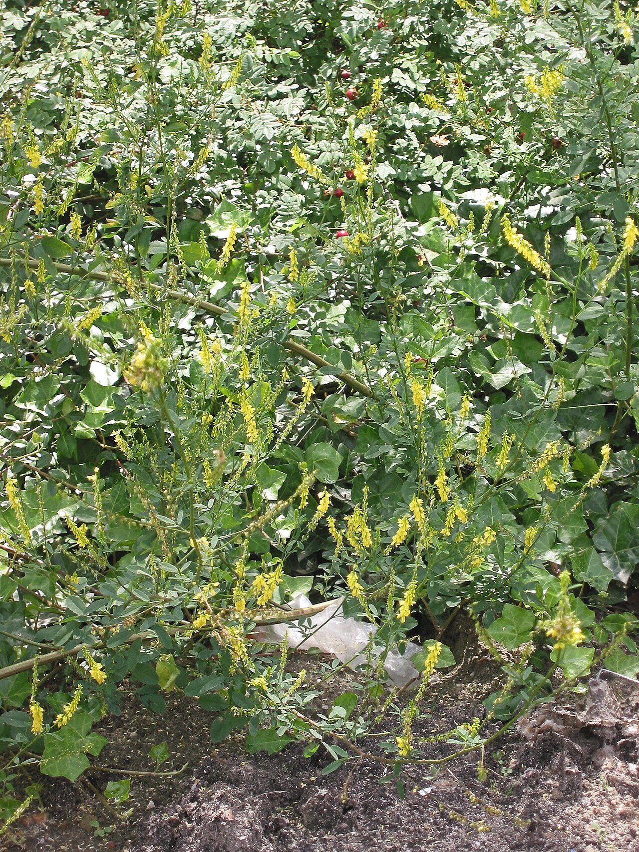 Melilotus melilotus-officinalis