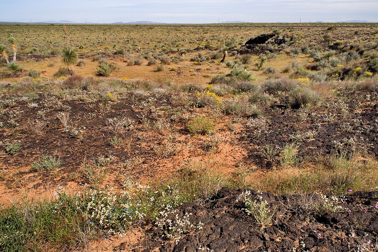 Acleisanthes wrightii