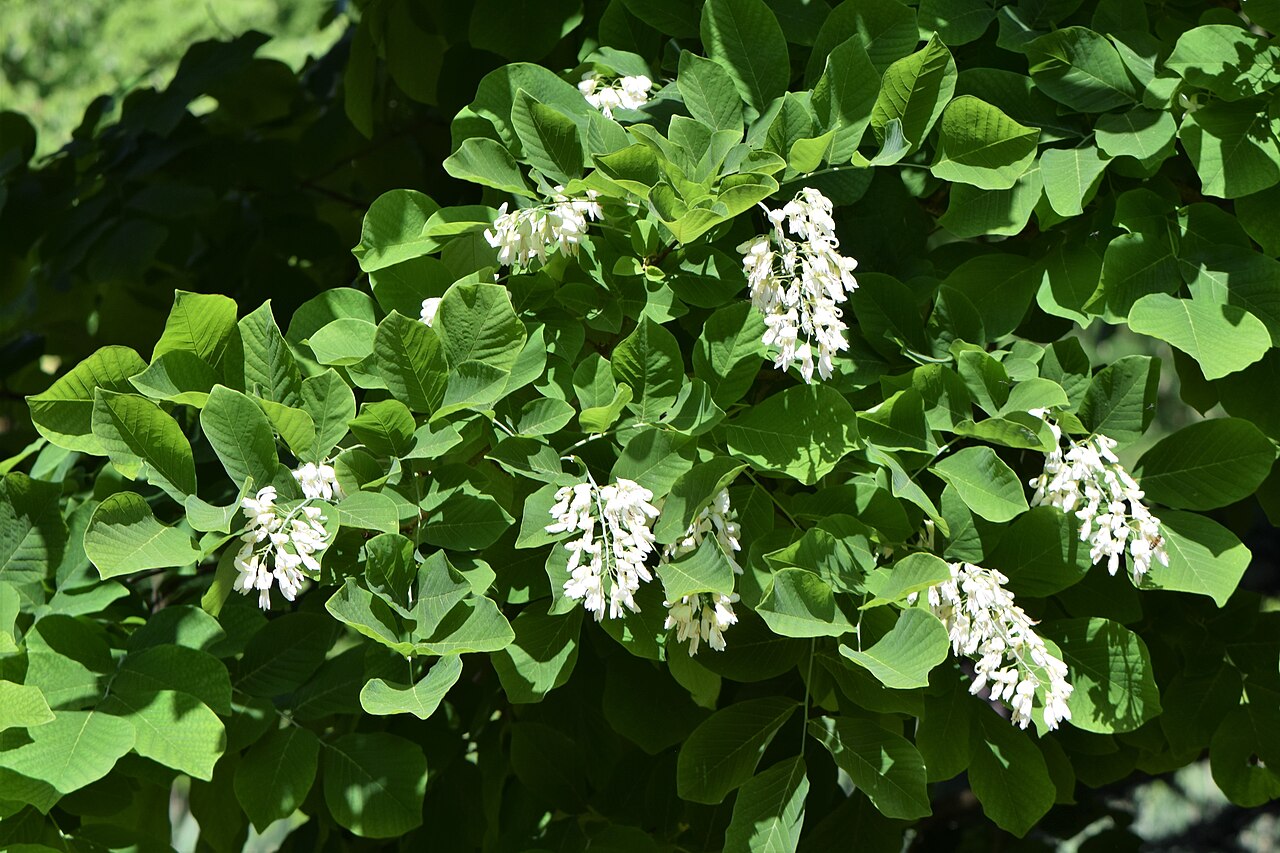 Cladrastis kentukea