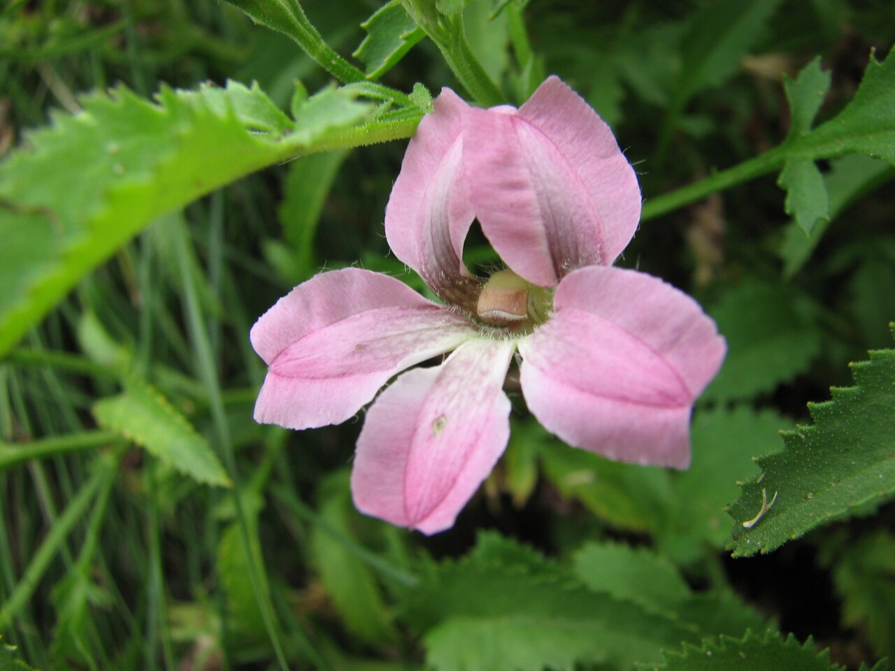 Pinnate goodenia