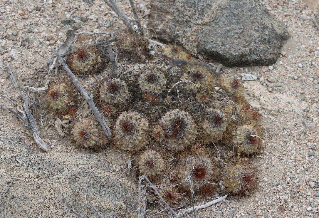 Copiapoa conglomerata