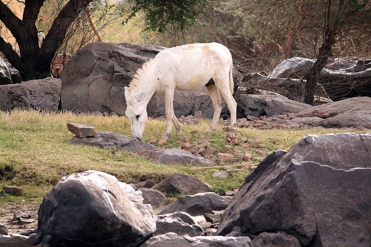 White egyptian ass