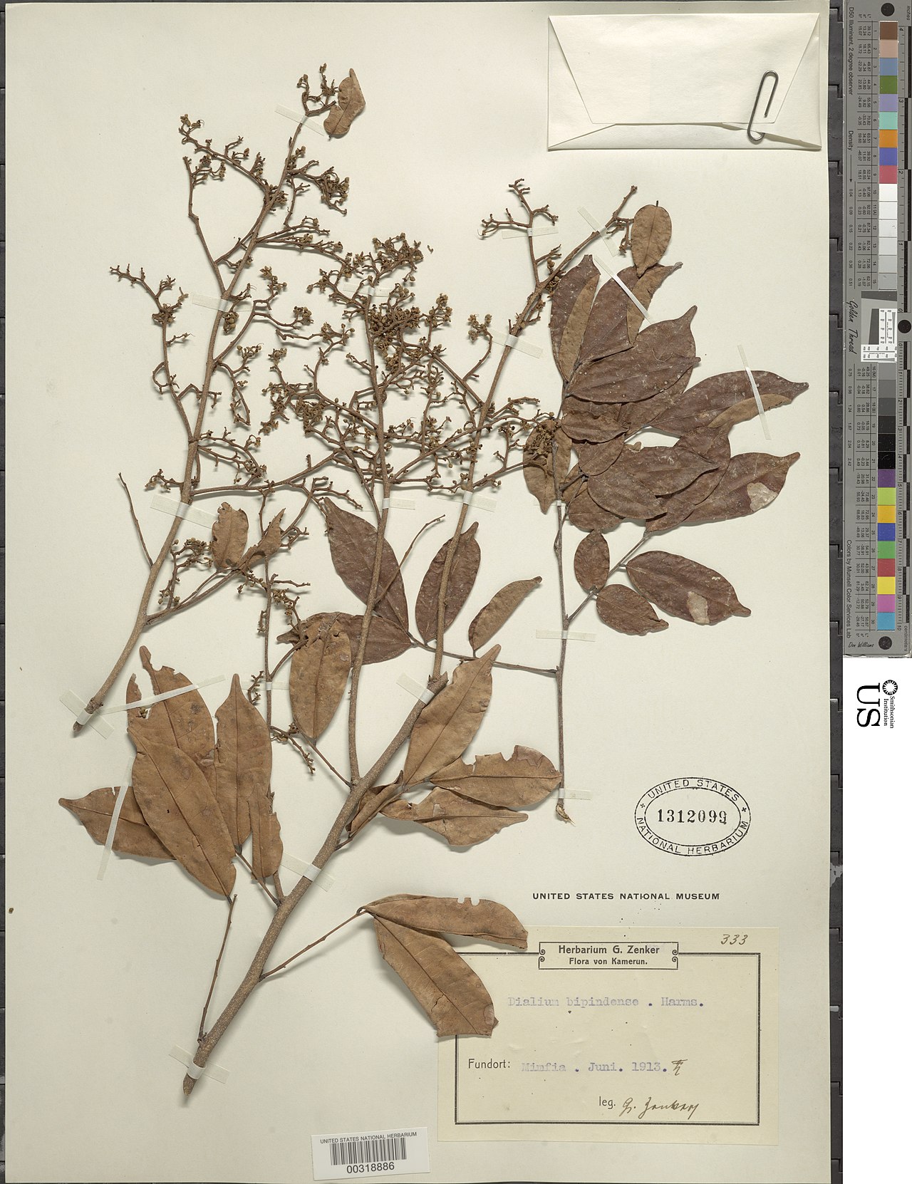 Dialium bipindense