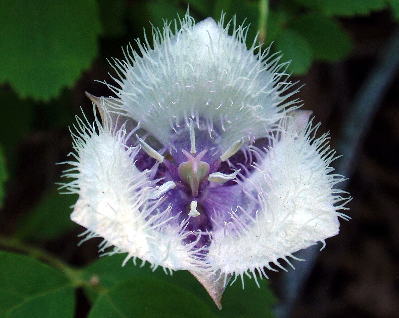 Calochortus elegans