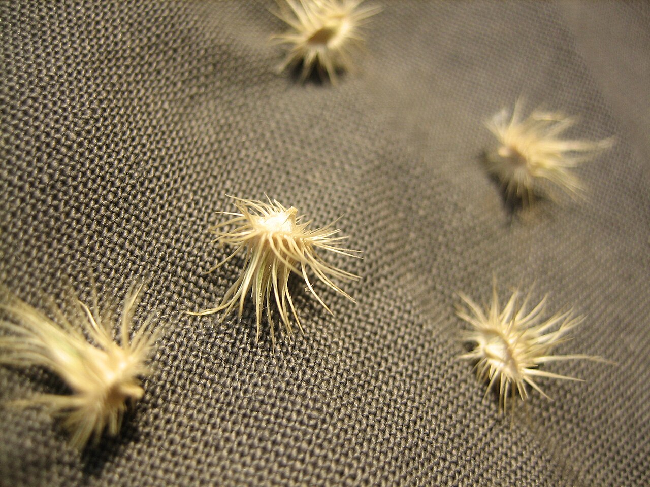 Cenchrus biflorus