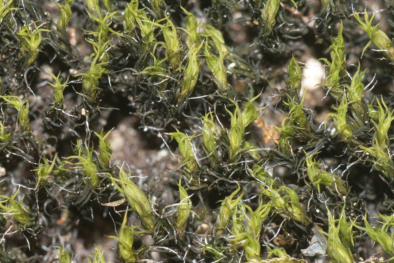 Grimmia trichophylla