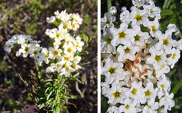 Heliotropium stenophyllum