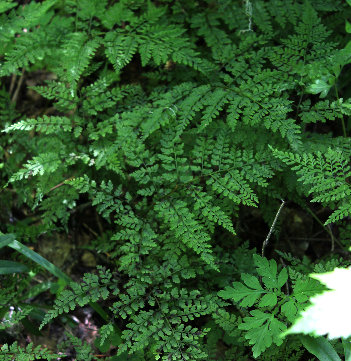Cystopteris sudetica
