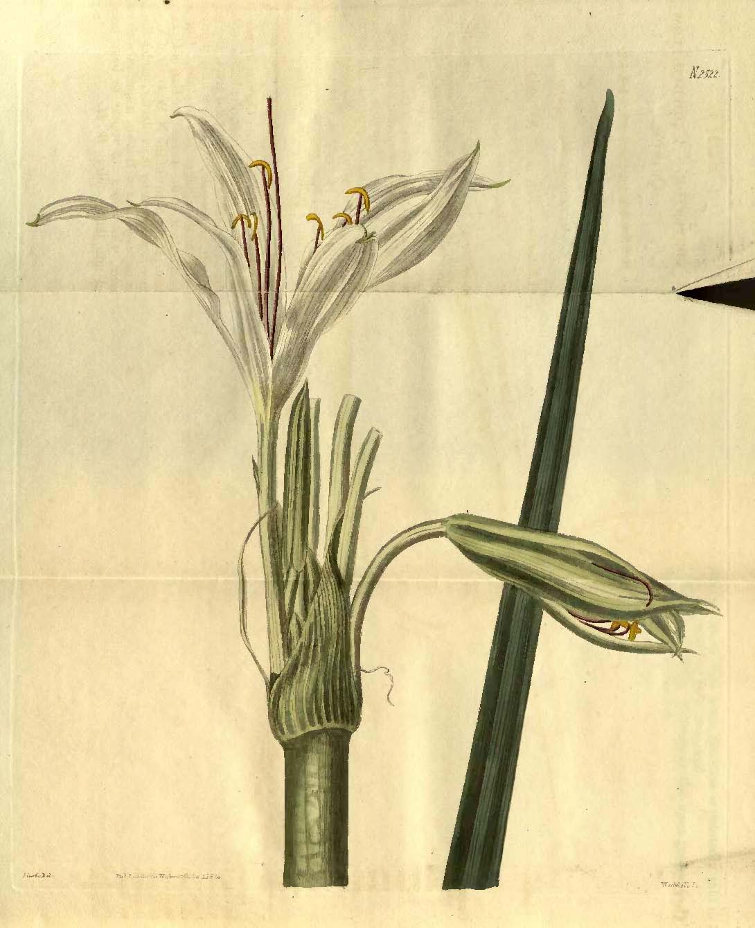 Crinum arenarium