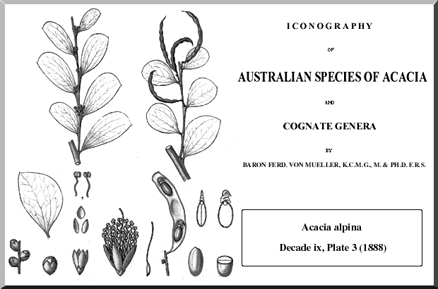 Acacia alpina