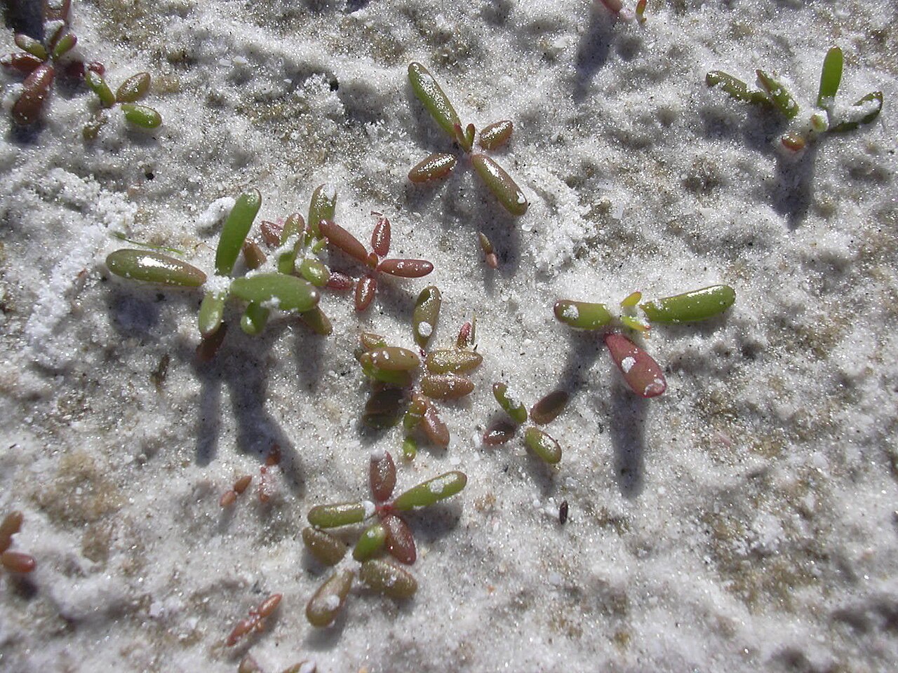 Sesuvium portulacastrum