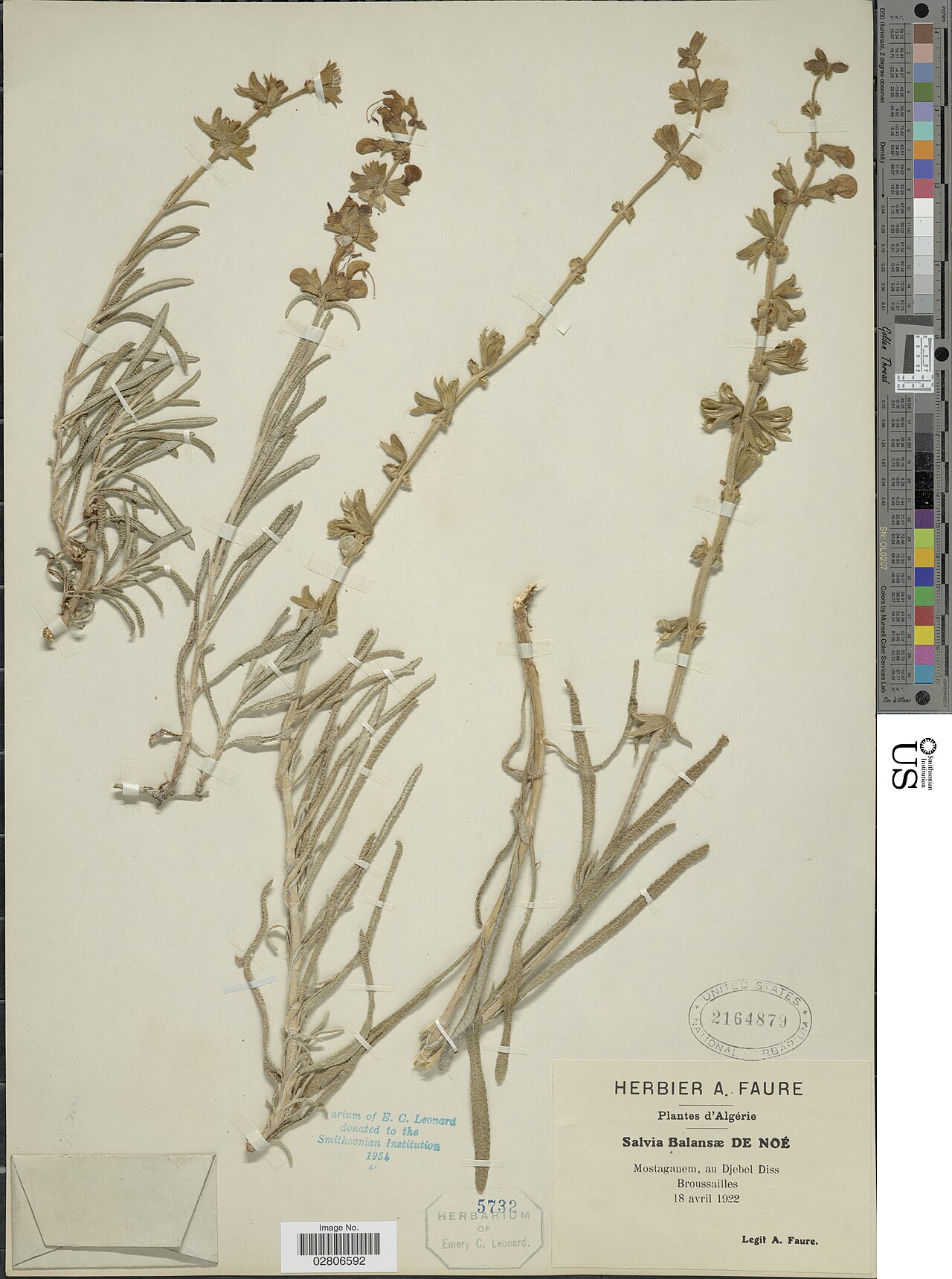 Salvia balansae