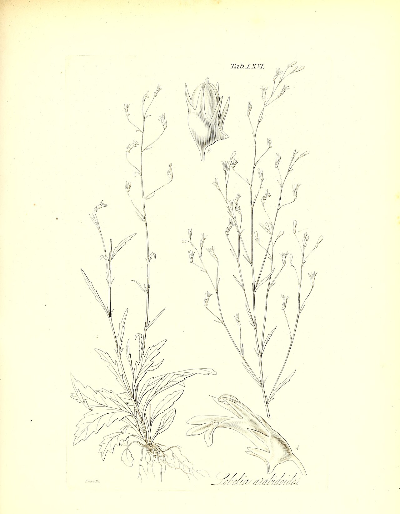 Lobelia flexuosa