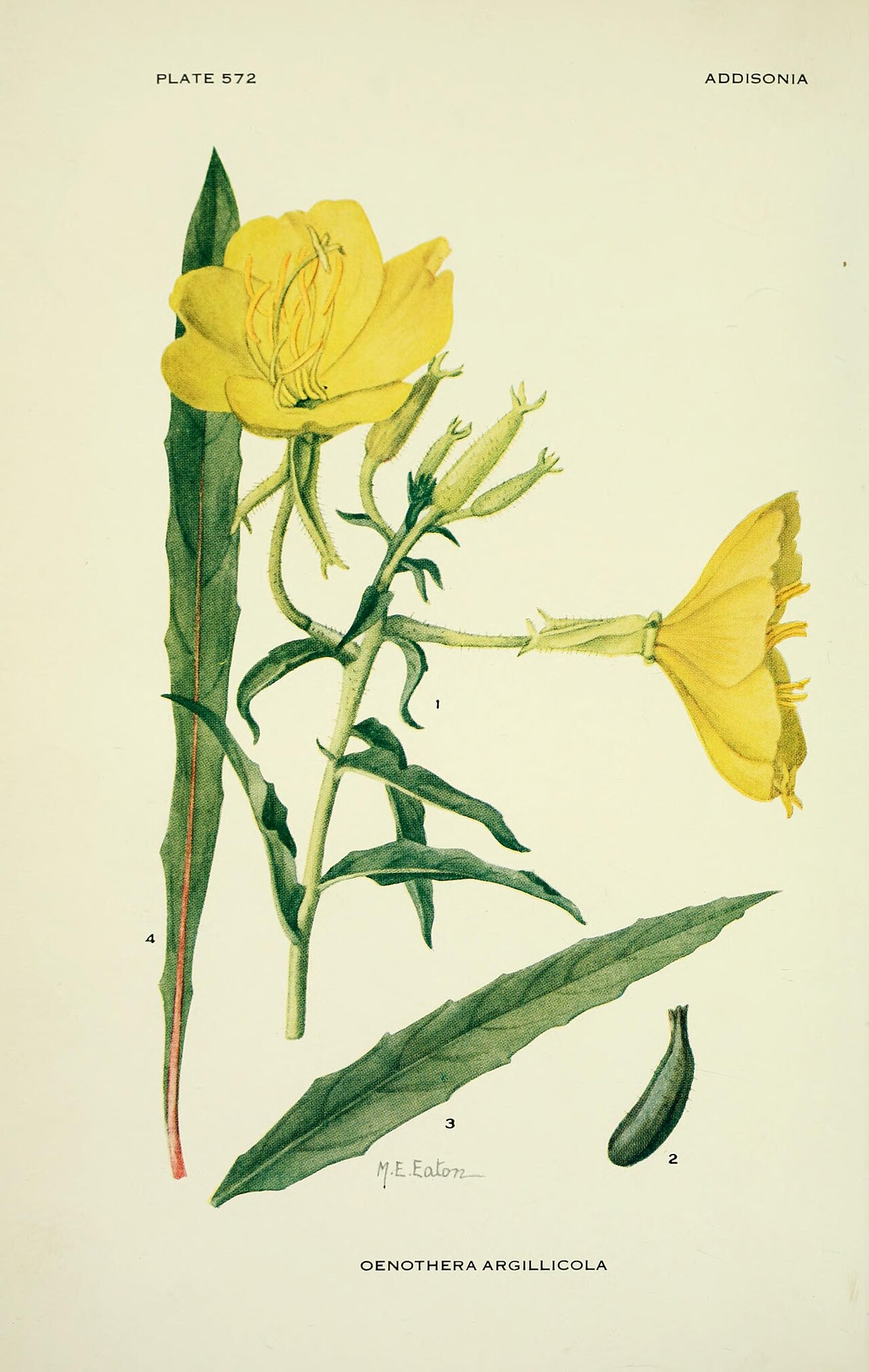 Oenothera argillicola