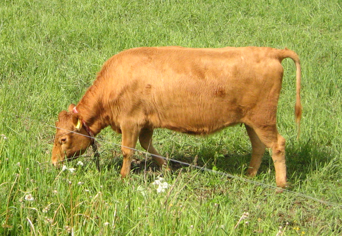 Western Finncattle