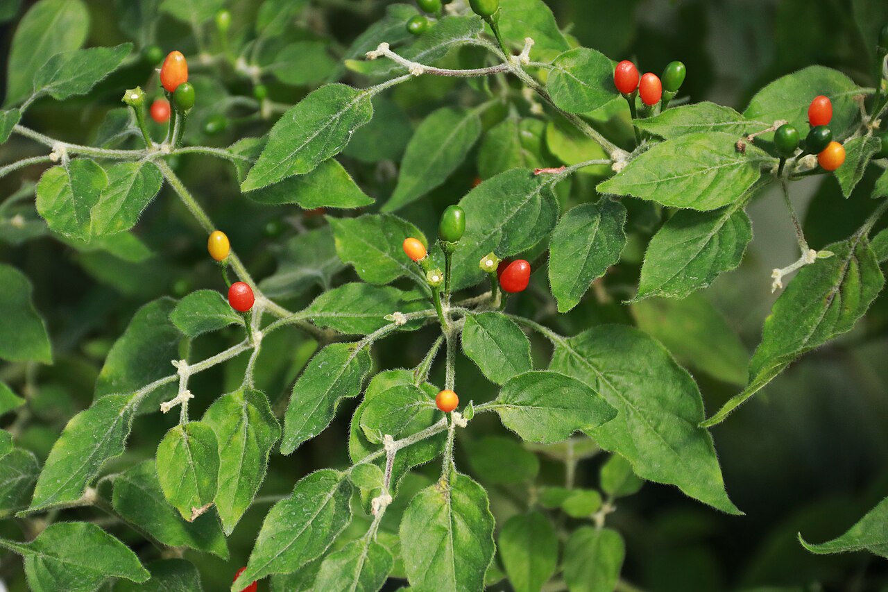 Capsicum praetermissum