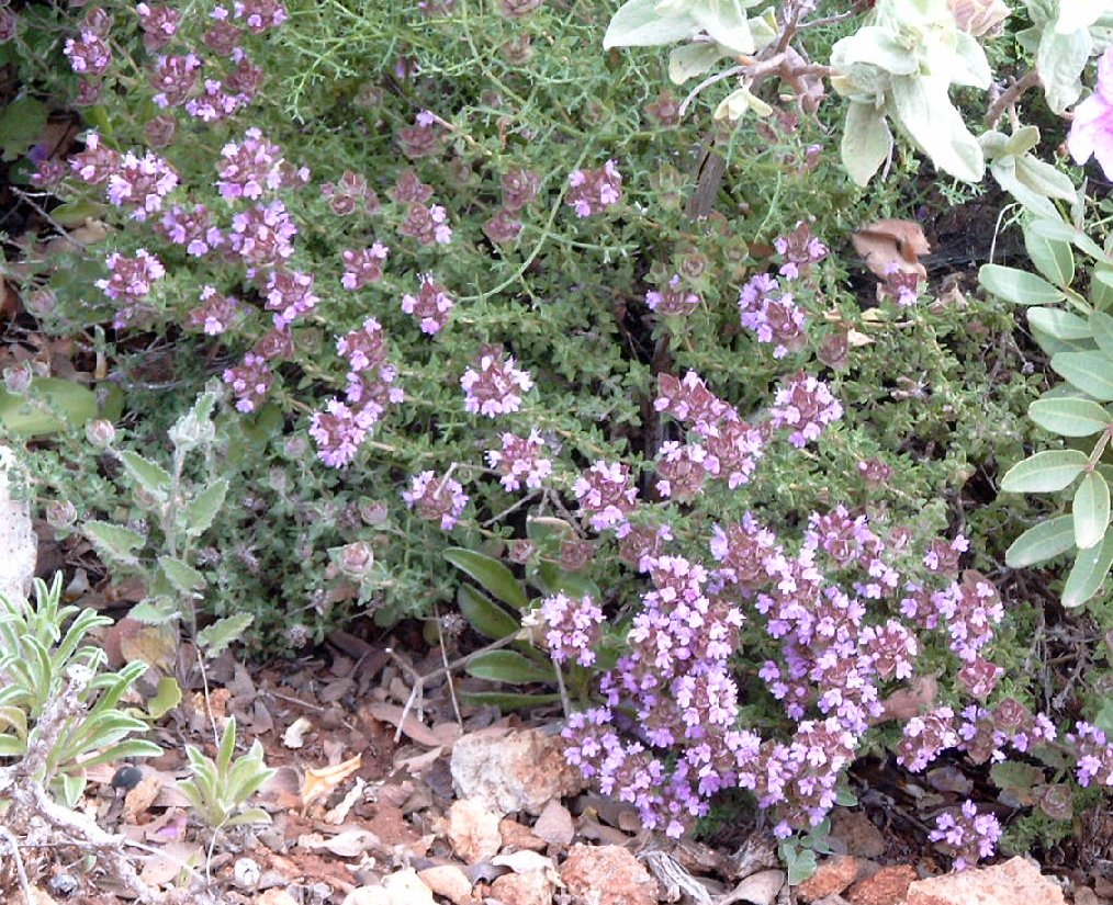 Thymus camphoratus