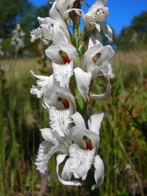 Chloraea piquichen