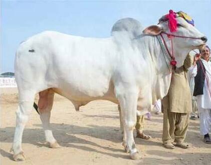 Sibi bhagnari