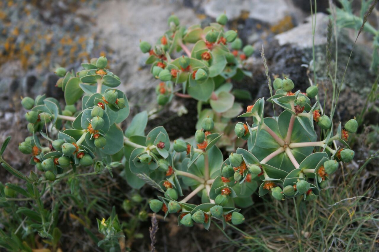 Euphorbia anacampseros