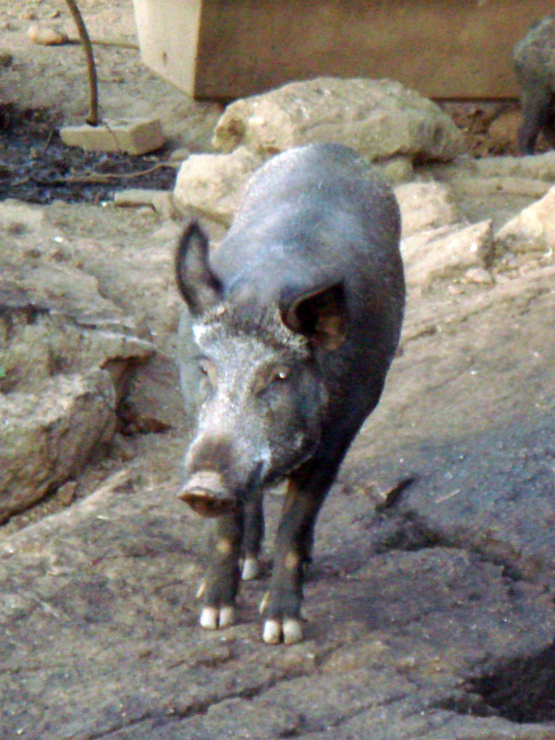 Sarda