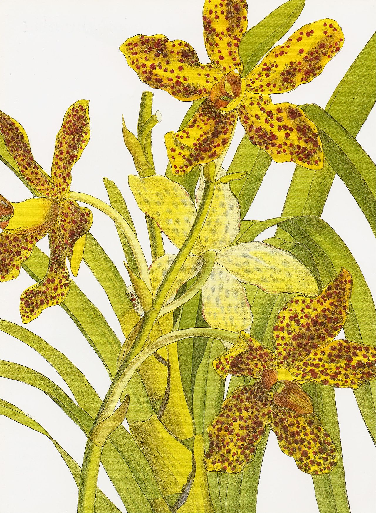 Grammatophyllum wallisii