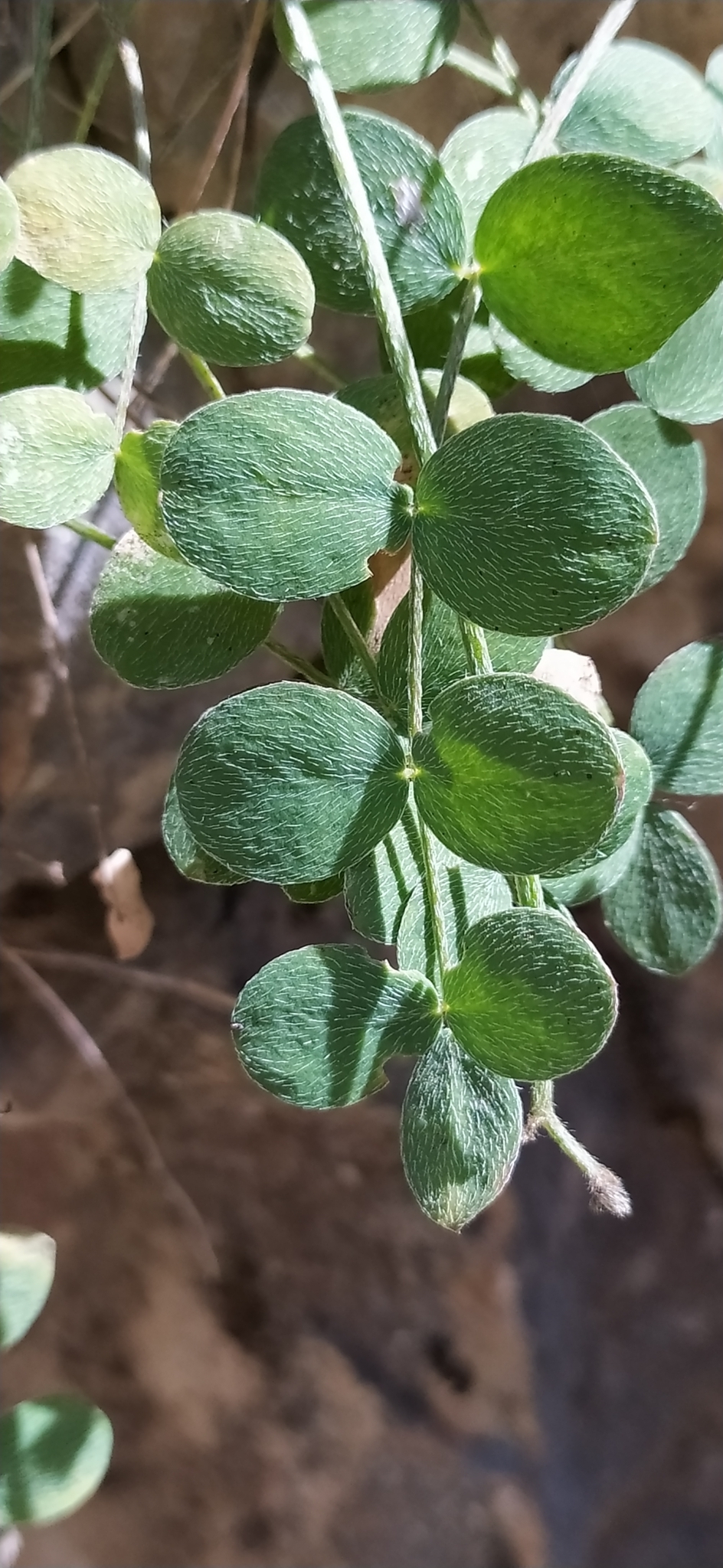 Astragalus abolinii