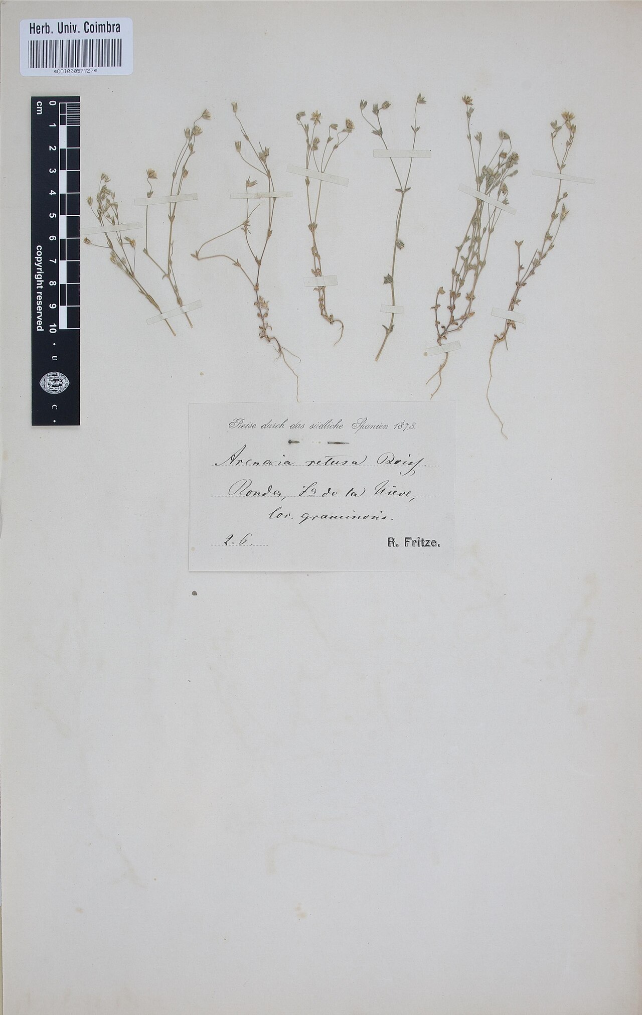 Arenaria retusa