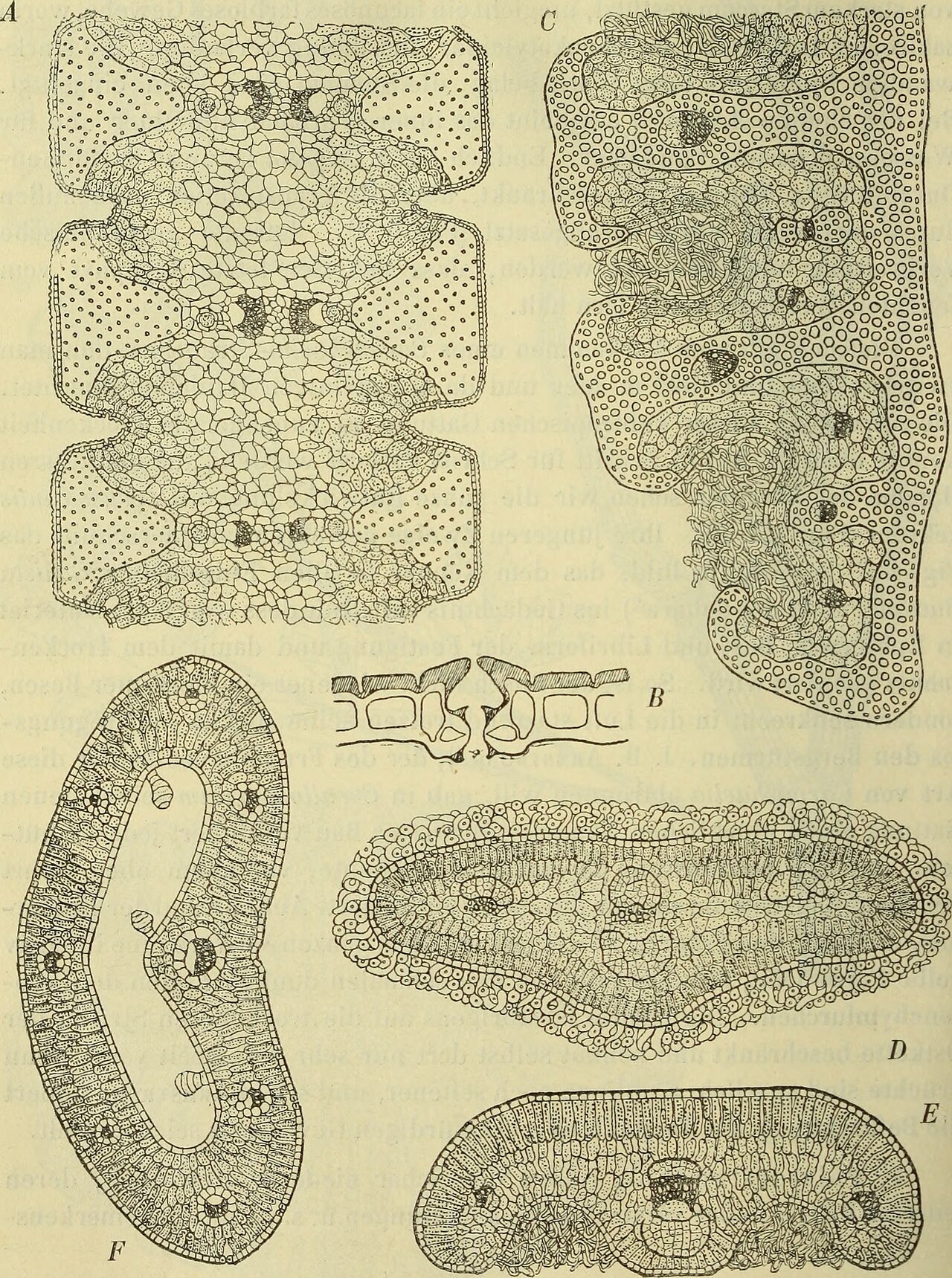 Celmisia lateralis