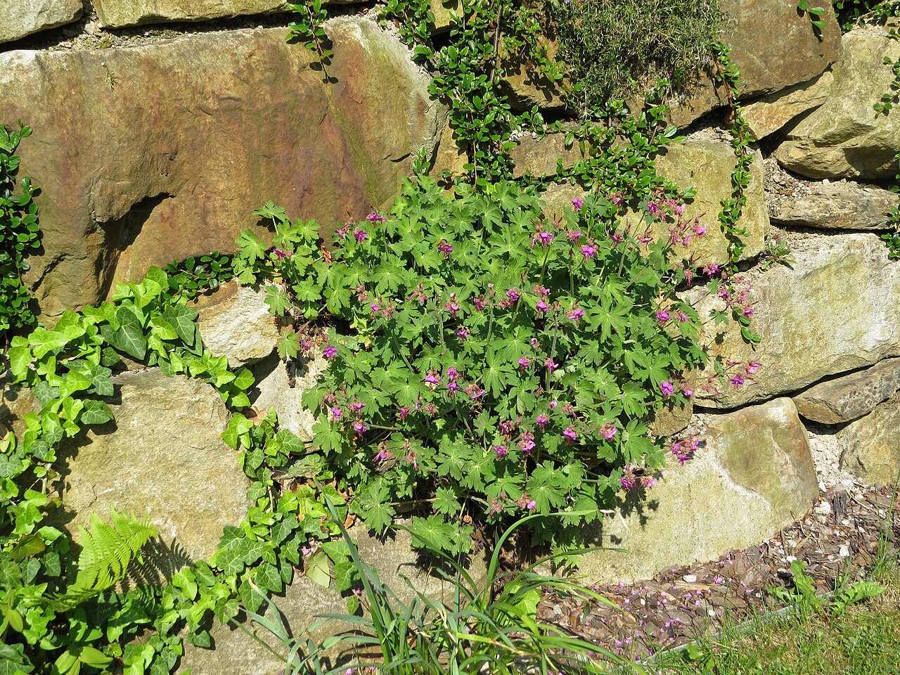 Geranium macrorrhizum