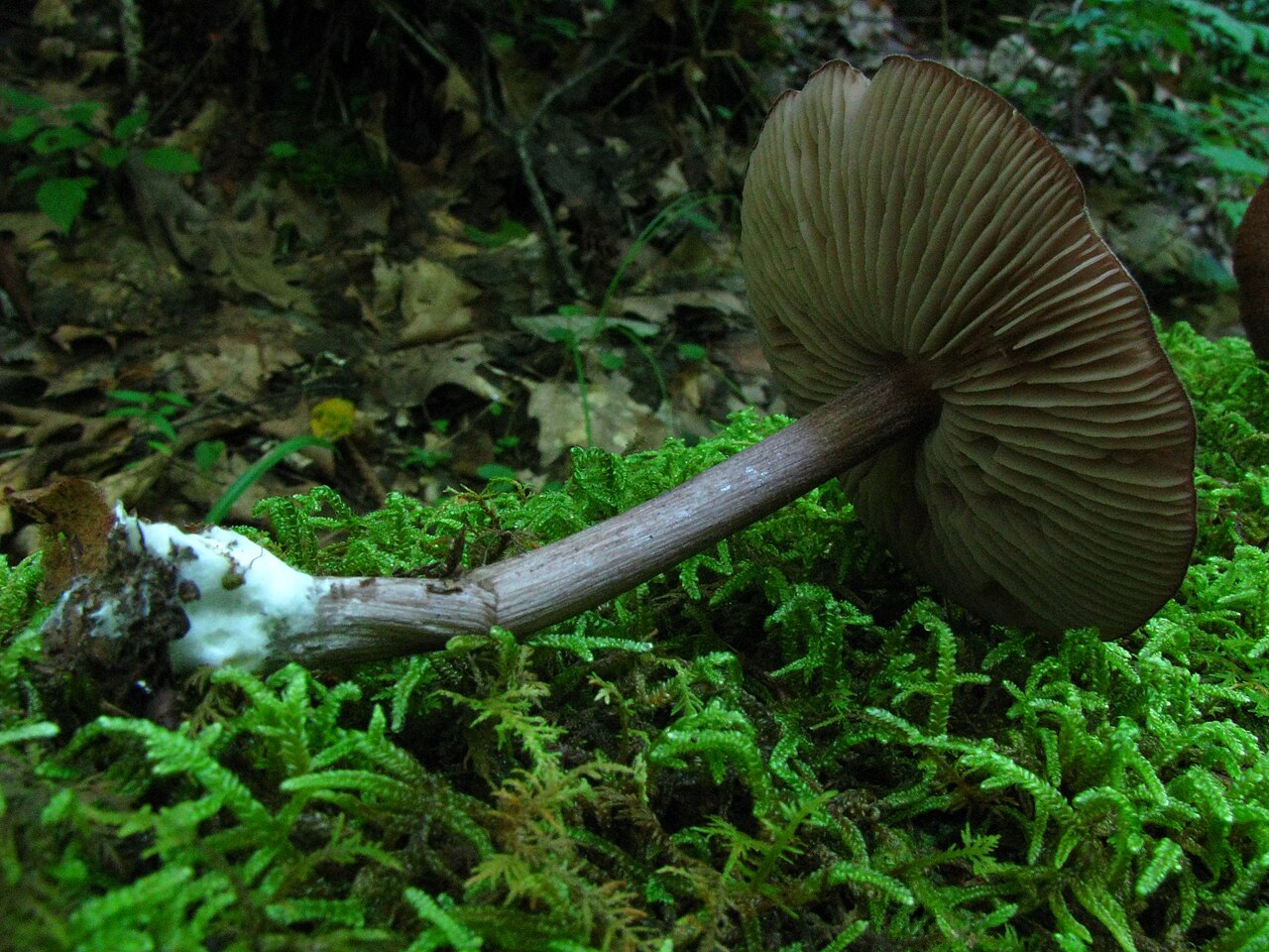 Entoloma porphyrophaeum