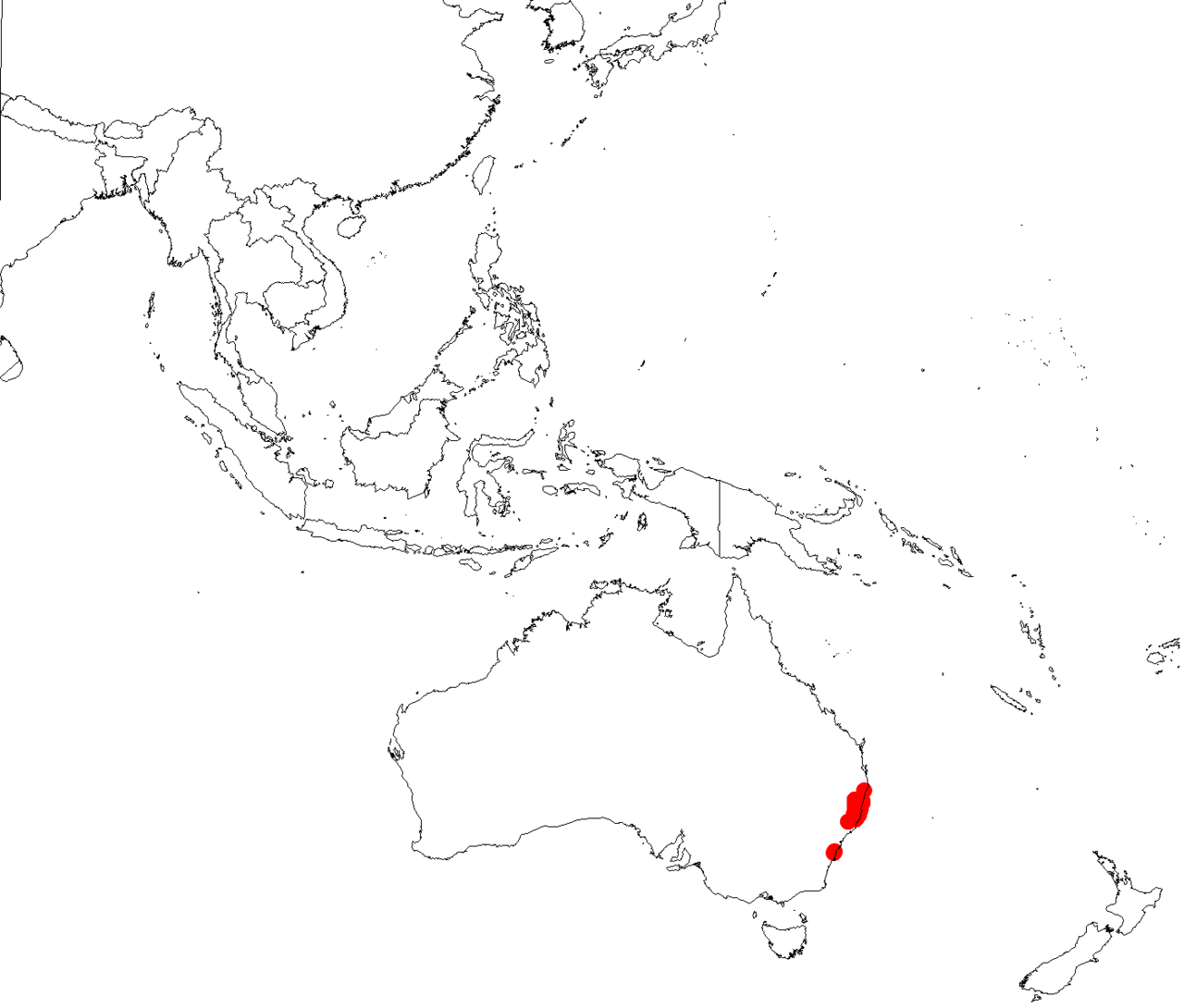 Parsonsia dorrigoensis