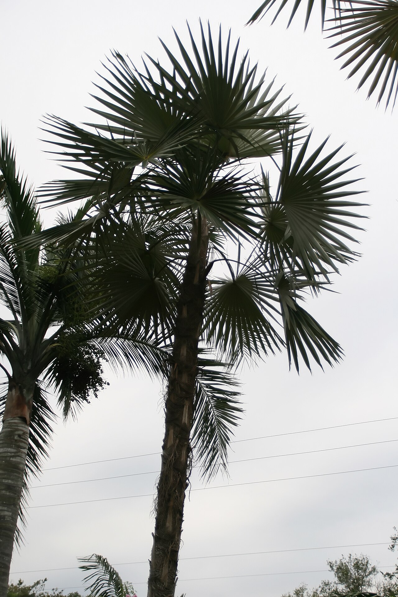 Coccothrinax cupularis