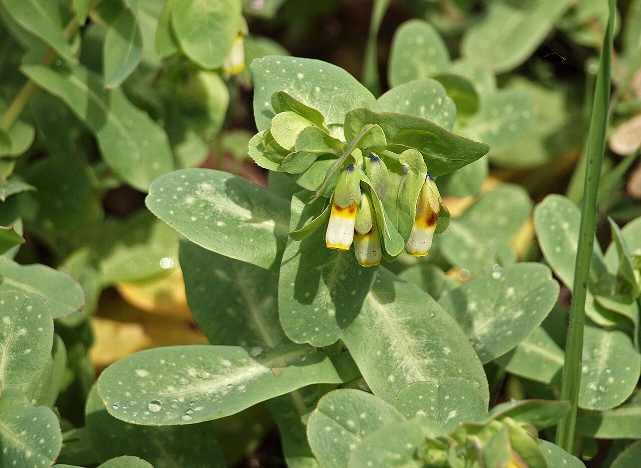 Cerinthe gymnandra