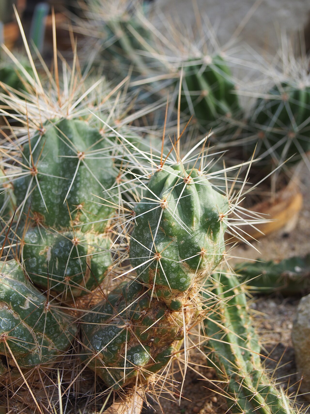 Echinocereus enneacanthus