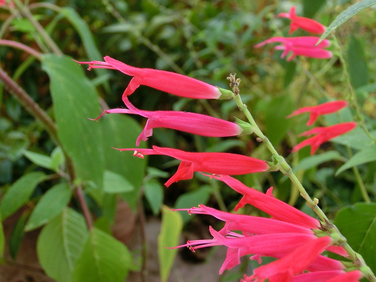 Salvia elegans