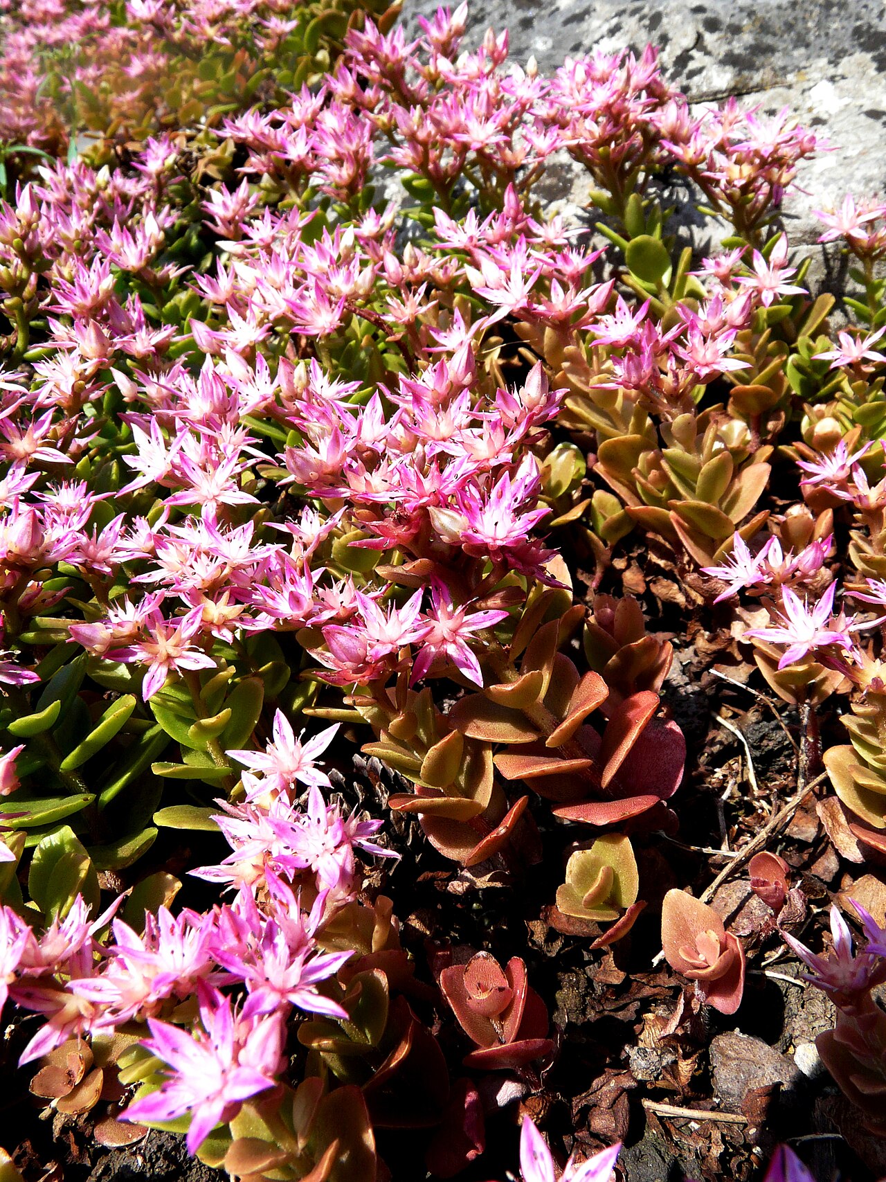 Phedimus obtusifolius