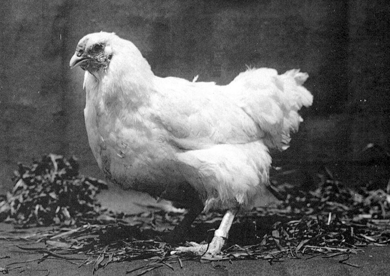 Chantecler