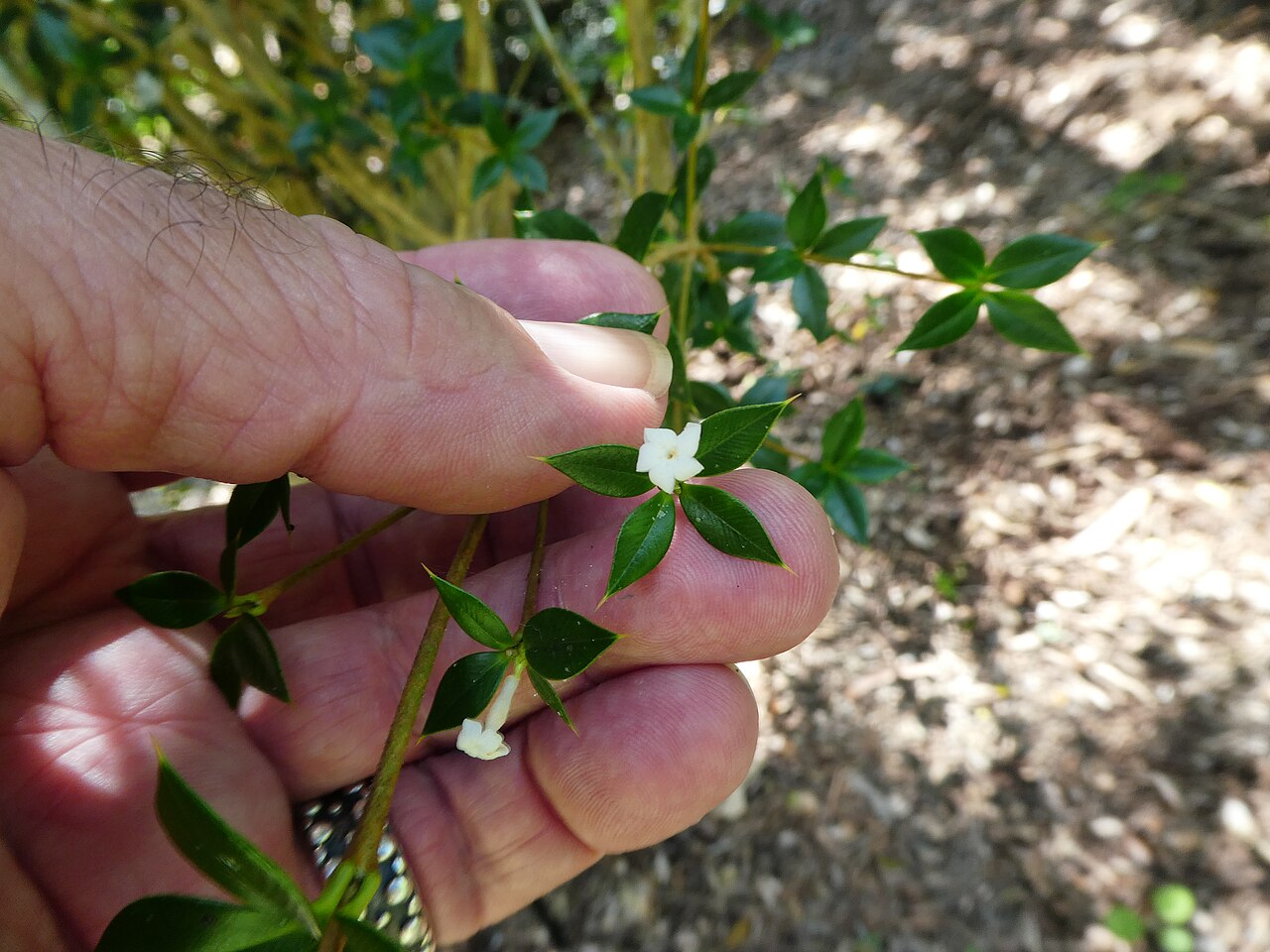 Alyxia ruscifolia