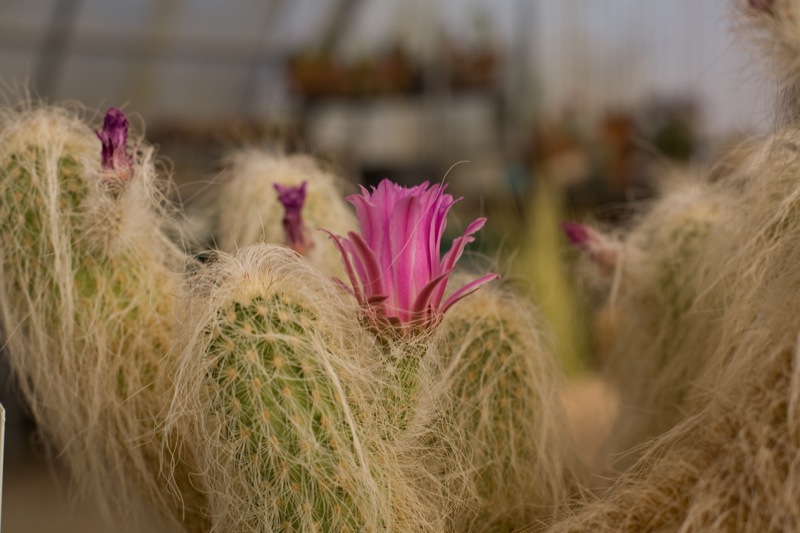 Echinocereus longisetus