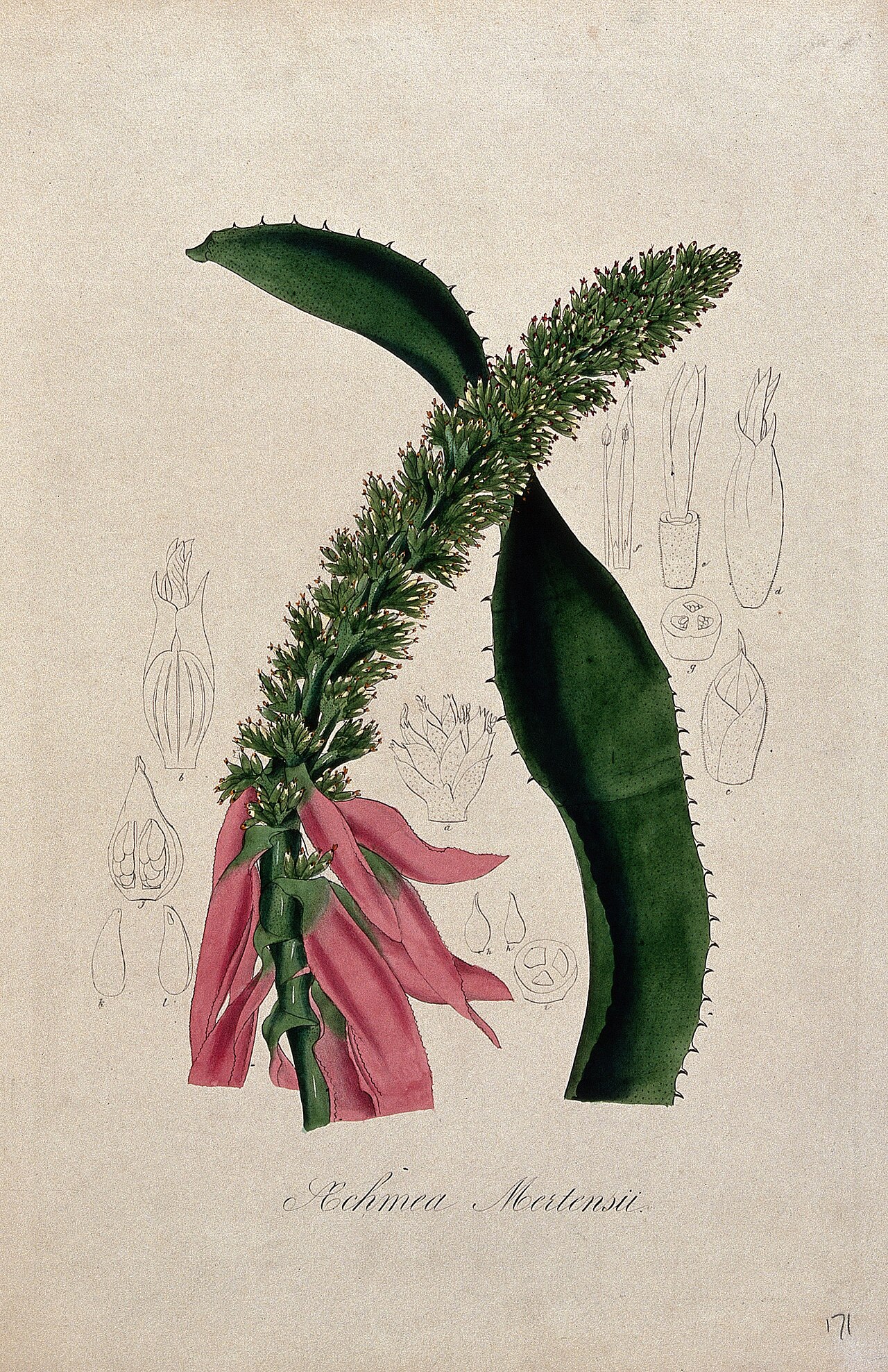Aechmea mertensii