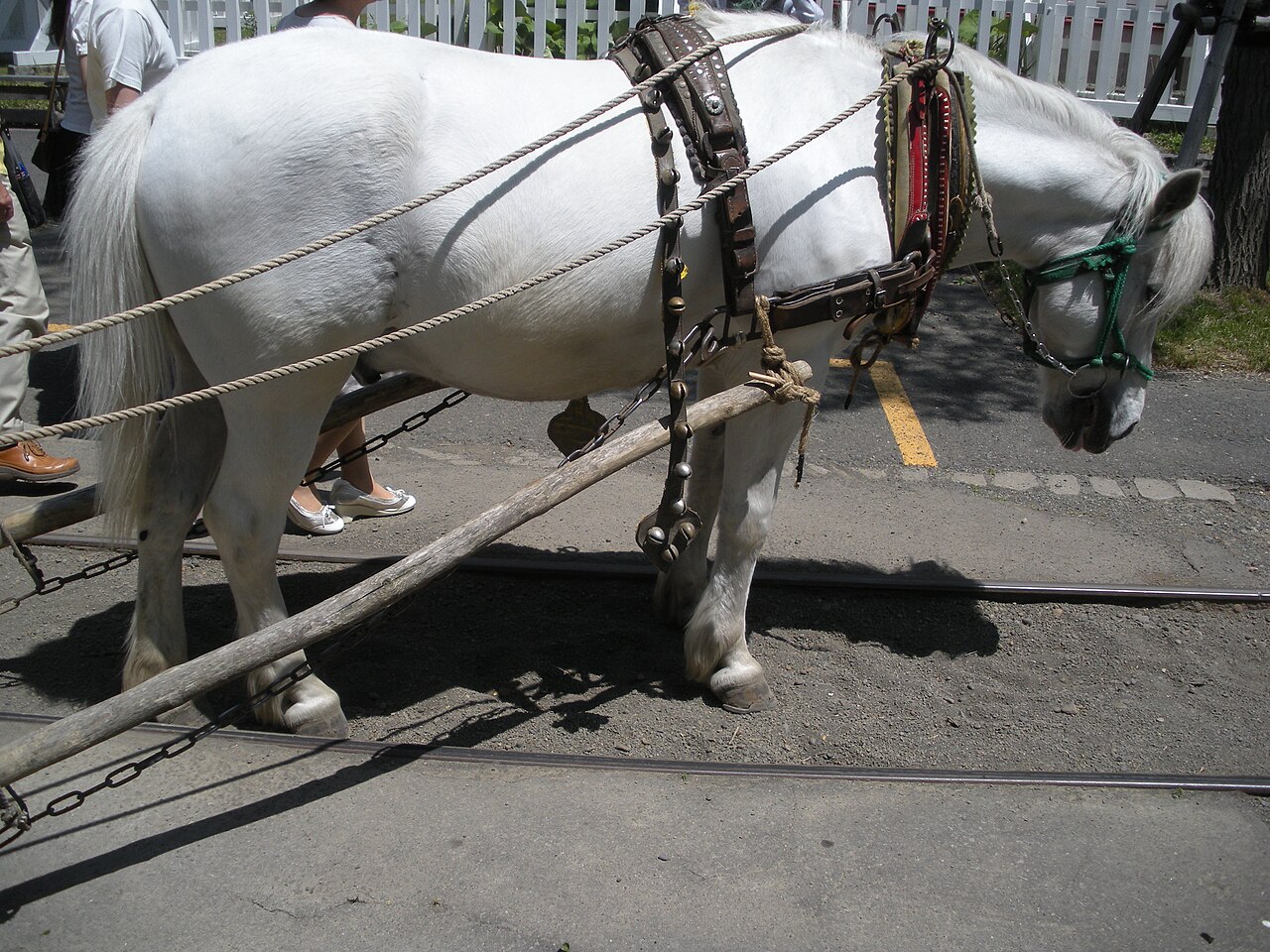 Hokkaido Pony