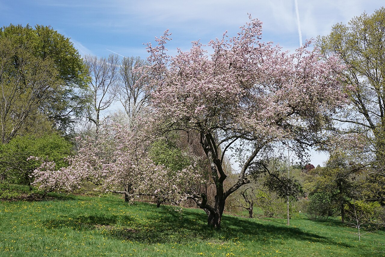 Malus prunifolia