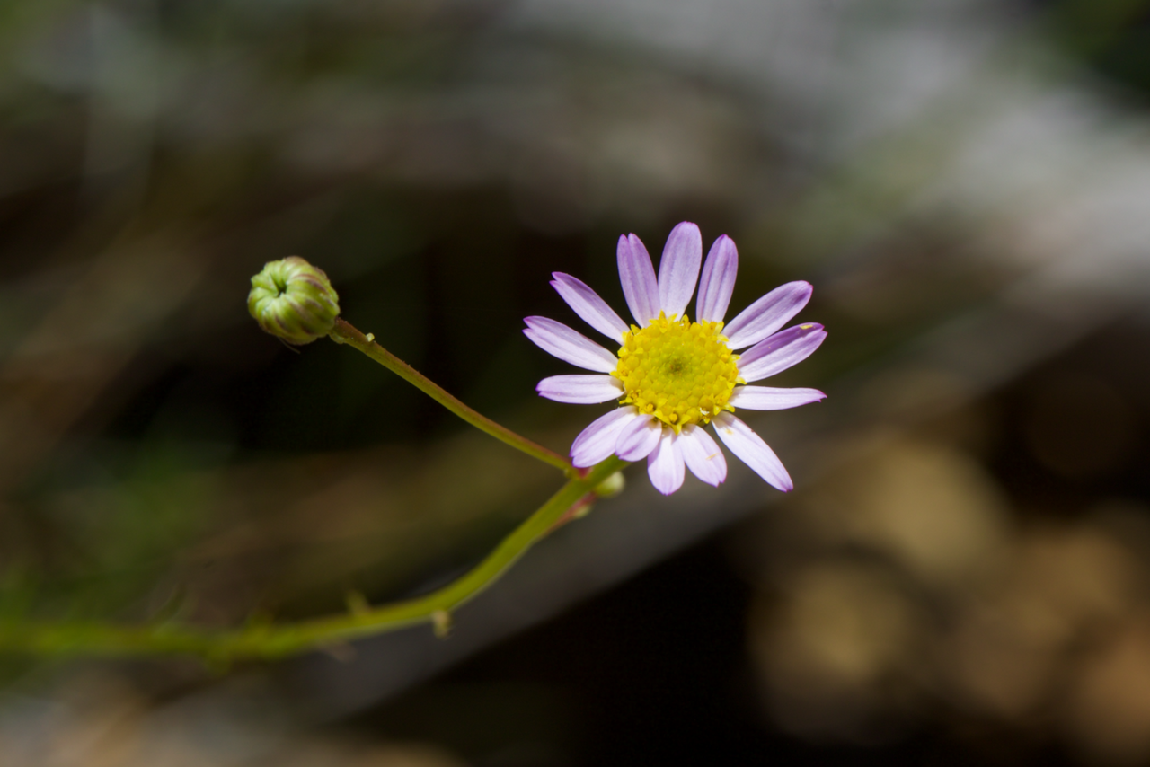 Erigeron serpentinus