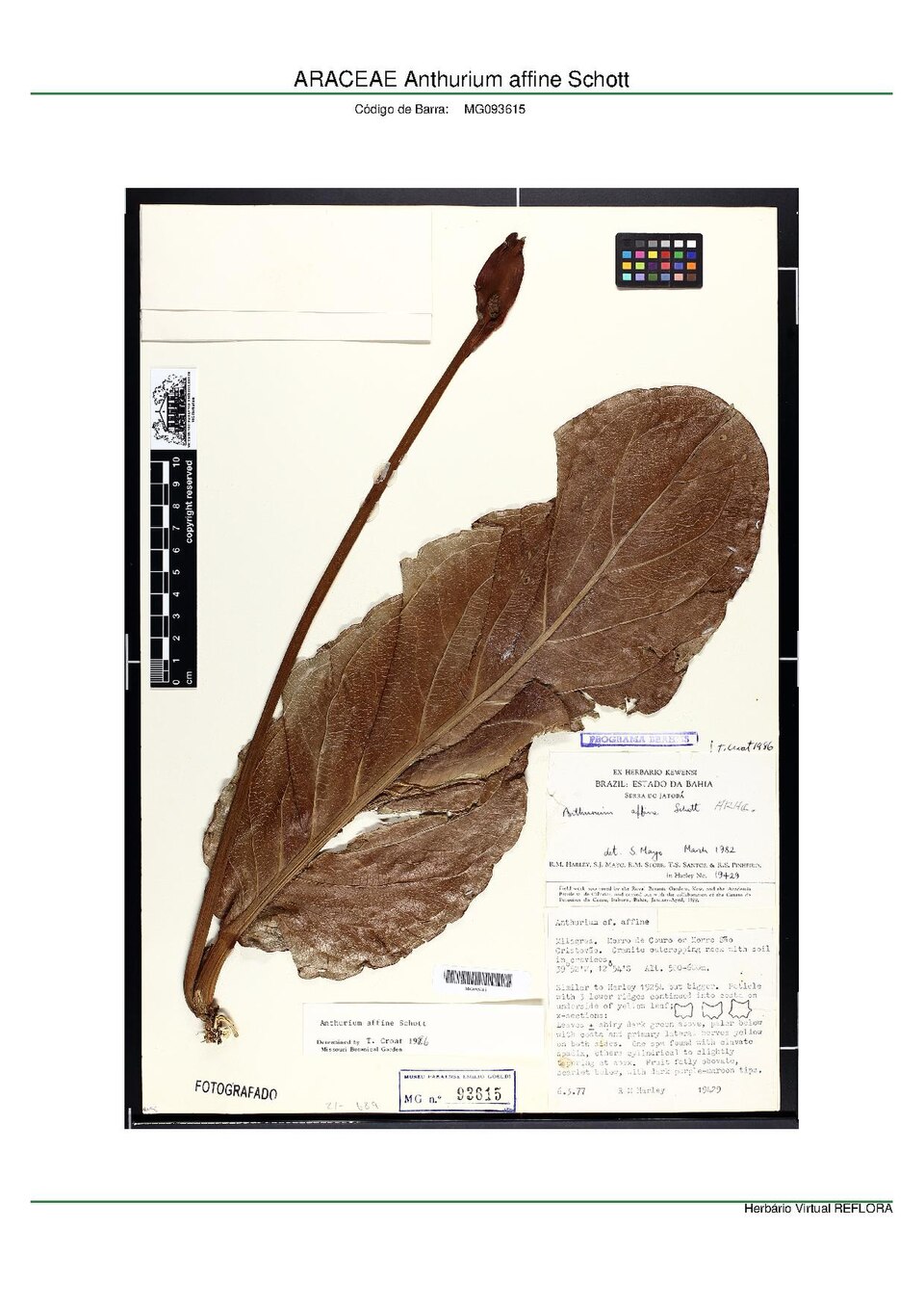 Anthurium affine