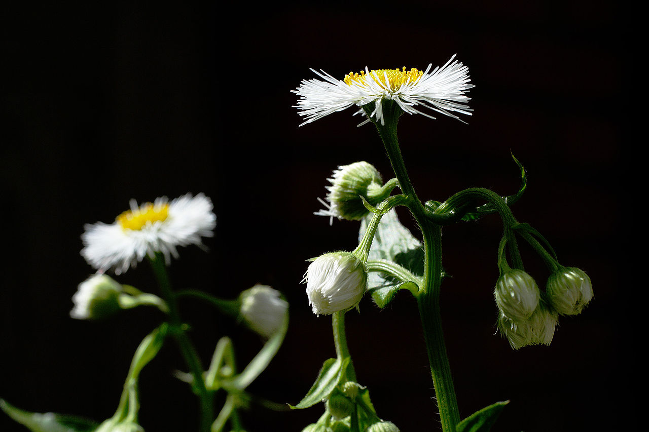 Erigeron annuus